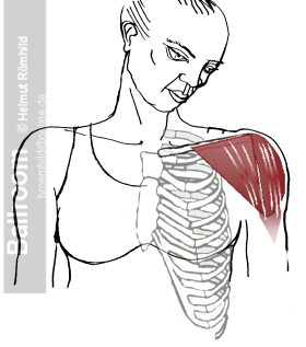 Delta Muscle frontal view